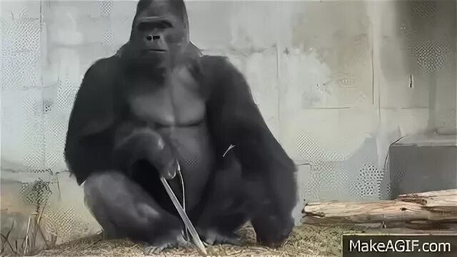 Gorilla Beating Chest LIKE CRAZY - For Kids on Make a GIF