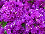 aesthetic purple flower backgrounds - Clip Art Library