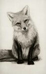 Black white drawing of fox Pencil drawings of animals, Reali