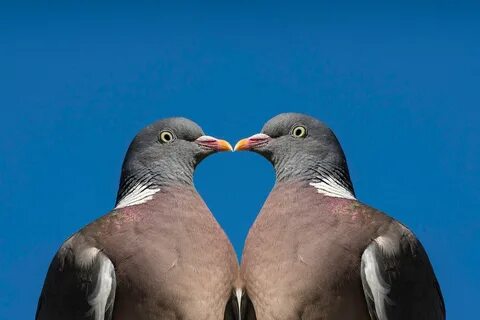 Dove Bird Heart - Free photo on Pixabay