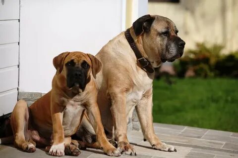 22 бойцовских пород собак: средние и крупные боевые породы с