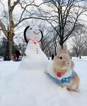 Snow Bunny Cute bunny pictures, Bunny pictures, Cute animal 