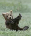 Ummka Bear Cub - 59 photo