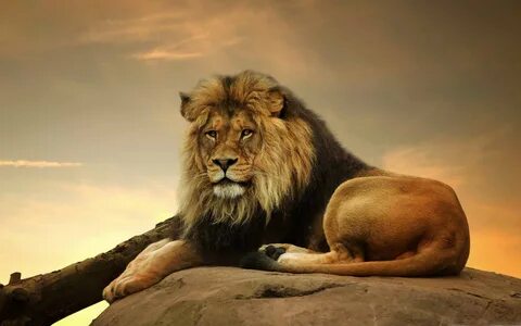 Big Lion On Stone MacBook Pro Wallpaper Download AllMacWallp