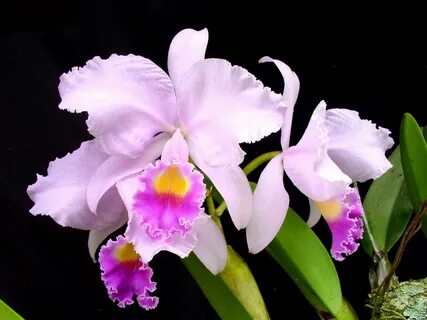 Inspirasi Terkini Colombian Orchid Cattleya