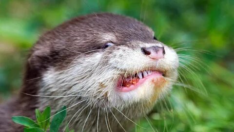 An otter's odd grimace and more in this week's best animal p