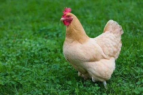 Getting Started with Chickens: The Ultimate Guide - Abundant