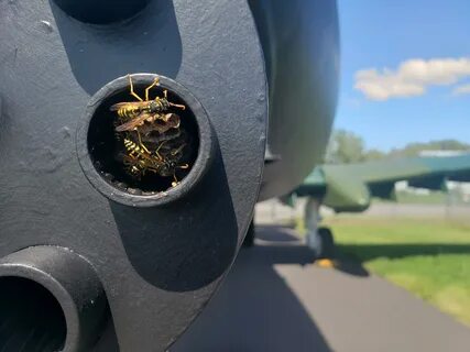 Wasp nest inside of the 30cal of a A10 Warthog. r/mildlyinte