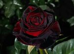 Роза черный принц - 74 фото
