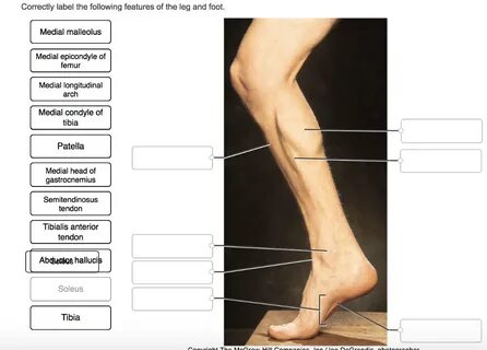 Solved Correctly label the following features of the leg and