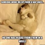 cat meme about getting mad at someone if they woke you up fr