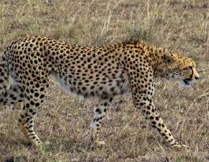 Cannundrums: East African Cheetah