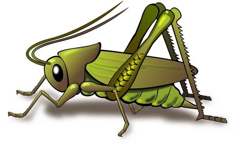 Image result for grasshopper Grasshopper, Cricket insect, In