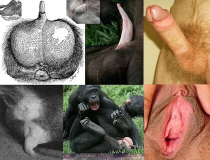 Fucking A Chimp - Porn Photos Sex Videos
