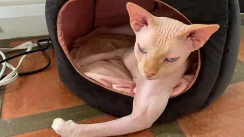 When your sphynx cat has better biceps than you 💪 - YouTube