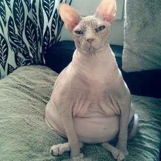 Беременная кошка сфинкс (31 фото)