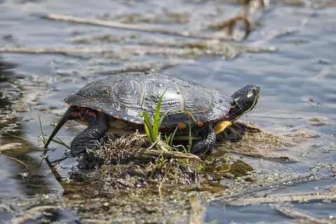 Free Images : nature, wildlife, reptile, fauna, alligator, c