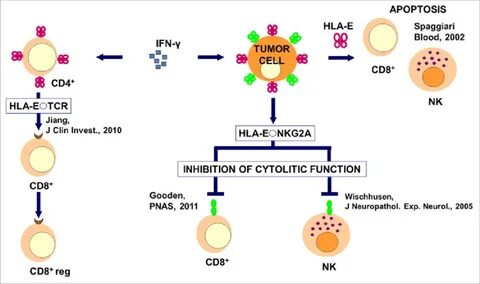 Immunological mechanisms of HLa-e-mediated immunosuppression