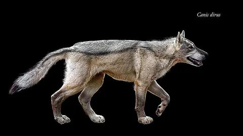 Pictures and Profiles of Prehistoric Dogs