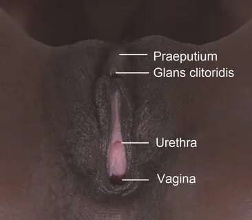 Von vaginas 💖 Файл:Vagina collage 05.jpg - Вікіпедія