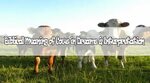 #10 Biblical Meaning of Cows in Dreams & Interpretation