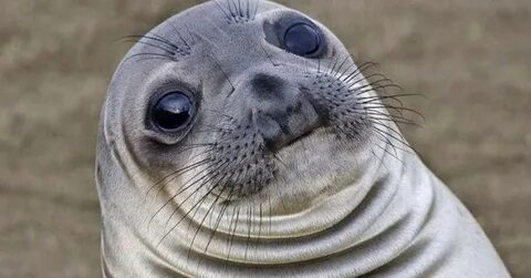 Awkward Moment Seal Is the Meme for All Your Slippery Situat