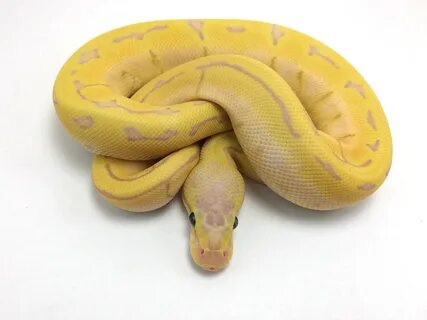 Banana Enchi Pastel Pinstripe - Morph List - World of Ball P