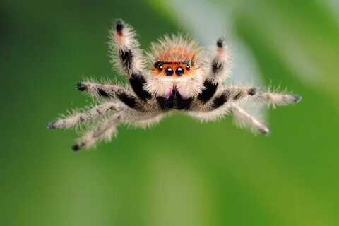 Critters caught on a high-speed camera Jumping spider, Spide