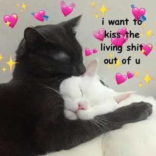 Cute love memes, Cute cat memes, Love memes