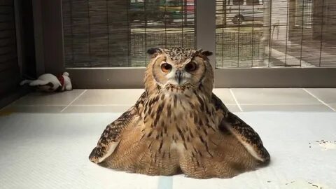 Melted Owl Owl, Animals beautiful, Pet birds
