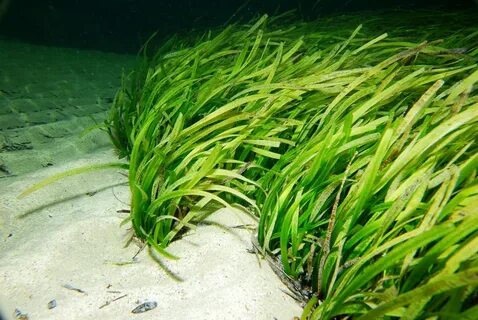 Megtalálták a világ legnagyobb növényét az óceánban.