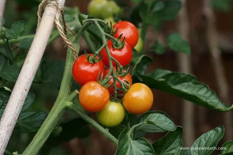 Grow Top Performing, Tasty Tomatoes! - Pumpkin Beth