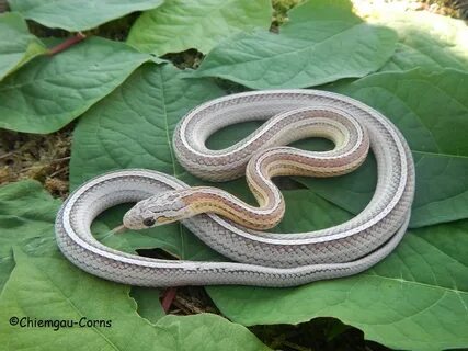 Tessera Snow Corn Snake