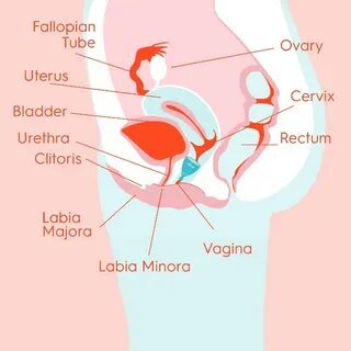 Tilted uterus and tampons 5 signs you have a tilted uterus a