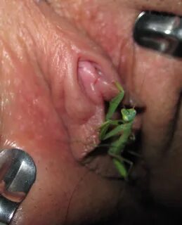 Bugs in pussy - free nude pictures, naked, photos, Insect in pussy 🌈 insec...