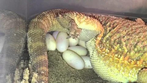 Bearded dragon laying fertile eggs Live - YouTube