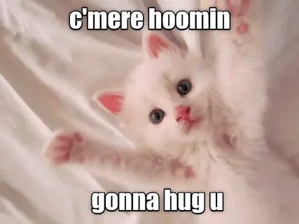 Lolcats - hug - LOL at Funny Cat Memes - Funny cat pictures 