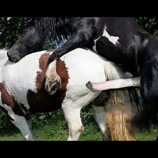 Horse mating cows.