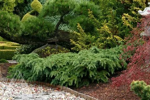 Pin on CONIFERS