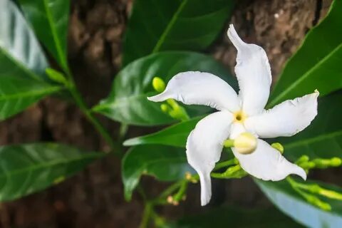 Sampaguita Flower Meaning - Flower Meaning