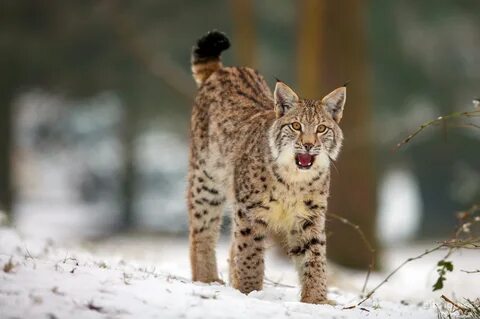 Photos Lynx Snow animal 2560x1700