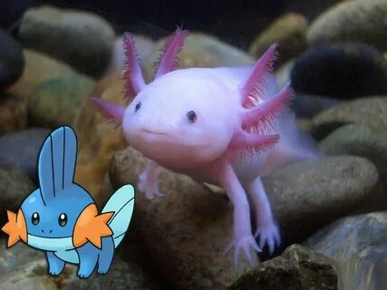 Mudkip - Axolotl 103 Pokemon that exist in real life creativ