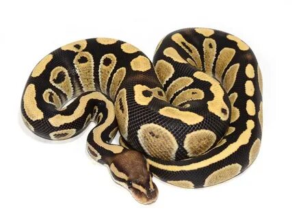 Chocolate Desert Ghost - Morph List - World of Ball Pythons