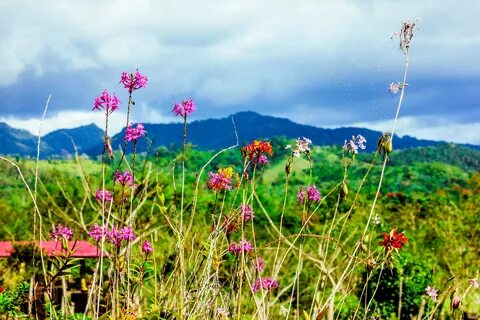 Free Images : landscape, nature, blossom, mountain, sky, fie