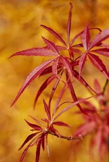 Japanese Maple Leave - roxpod.