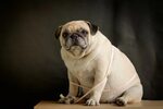 10 Reasons to Slim Down Your Overweight Dog TruDog ®