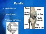 Clinical Anatomy of the knee - ppt video online download