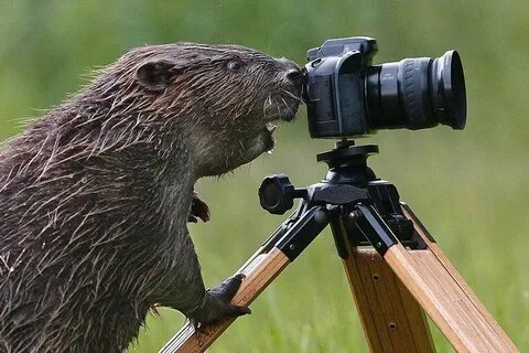 Beaver photographing the damage to his dam by humans who don