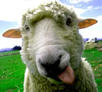 Bah,Bah, Blaaah! Fatso the silly sheep mugging for me and . 