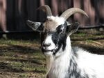 HD wallpaper: goat, farm animal, horns, mammal, one animal, 